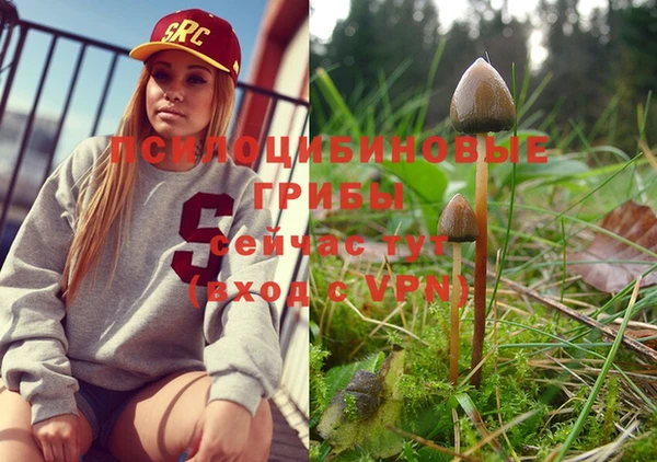 PSILOCYBIN Заводоуковск